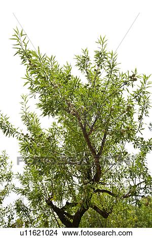 Picture - Looking up at Almond tree branch. Fotosearch