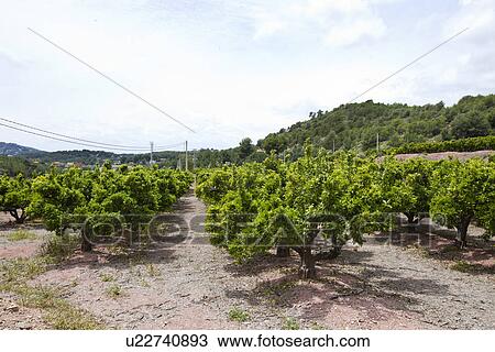Stock Image - Orange orchard, Valencia Spain. Fotosearch