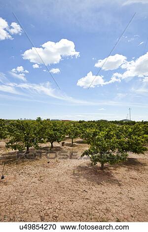 Orange orchard, Valencia Spain View Large Photo Image Stock Image - Orange orchard, Valencia Spain. Fotosearch