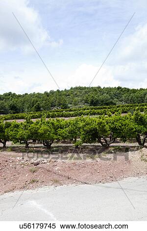 Orange orchard, Valencia Spain View Large Photo Image Stock Photography - Orange orchard, Valencia Spain. Fotosearch