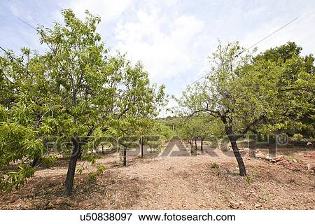 Rows of almond trees in almond grove, Valencia Region, Spain View Large Photo Image Stock Photo - Rows of almond trees in almond grove, Valencia Region, Spain. Fotosearch