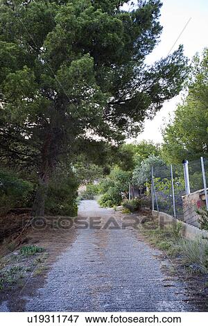 Rural road near Puçol Valencia View Large Photo Image Stock Photo - Rural road near Puçol Valencia. Fotosearch