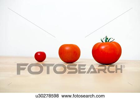 Studio Shot of three cherry tomatoes in a row View Large Photo Image Stock Photo - Studio Shot of three cherry tomatoes in a row. Fotosearch