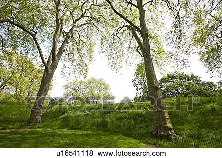 Stock Photo - Two tall trees next to a small hill. Fotosearch