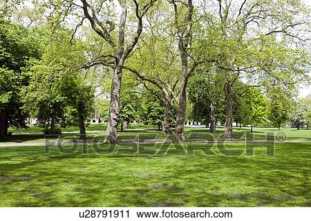 View across shady grass into park View Large Photo Image Stock Image - View across shady grass into park. Fotosearch