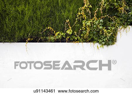 Stock Image - white wall with ivy flowing over the edges. Fotosearch