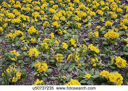 Yellow Flowers in London Park View Large Photo Image Stock Photography - Yellow Flowers in London Park. Fotosearch
