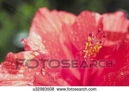 Close up of hibiscus View Large Photo Image Stock Photo - Close up of hibiscus. Fotosearch