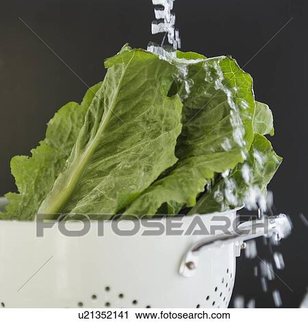 Close up of lettuce in colander under water splash, studio shot View Large Photo Image Stock Image - Close up of lettuce in colander under water splash, studio shot. Fotosearch