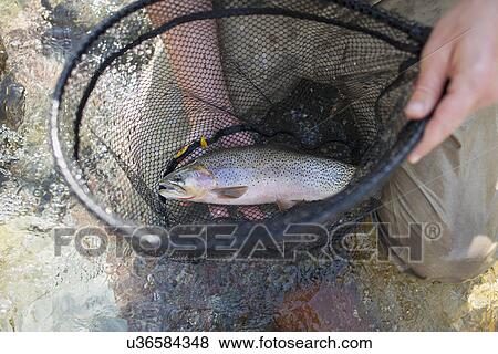 Stock Photo - Fisherman holding fresh trout in net. Fotosearch