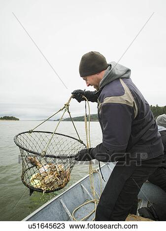 Man pulling net full of crabs View Large Photo Image Stock Image - Man pulling net full of crabs. Fotosearch