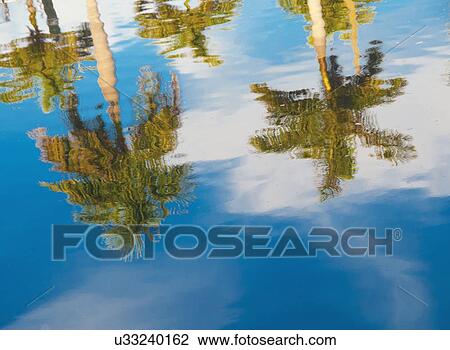 Palm trees reflected in water View Large Photo Image Stock Image - Palm trees reflected in water. Fotosearch
