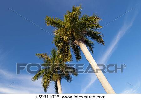 Palm trees with blue sky View Large Photo Image Stock Photograph - Palm trees with blue sky. Fotosearch
