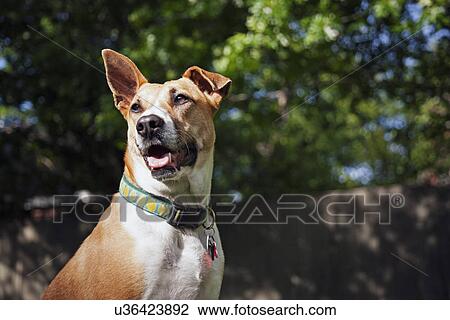 Stock Image - Portrait of dog. Fotosearch