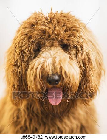 Stock Image - Portrait of dog. Fotosearch
