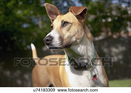Portrait of dog View Large Photo Image Stock Photo - Portrait of dog. Fotosearch