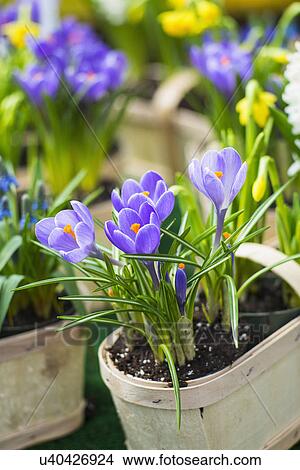 Picture - Purple flowers. Fotosearch