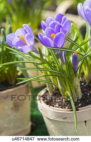 Purple flowers View Large Photo Image Stock Photo - Purple flowers. Fotosearch