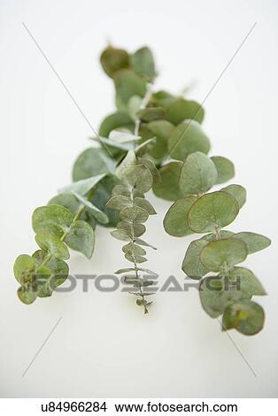 Picture - Studio Shot of eucalyptus plant on white background. Fotosearch