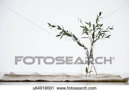 Stock Image - Studio Shot of eucalyptus twig in glass vase. Fotosearch