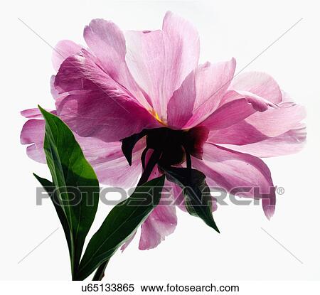 Stock Photography - Studio Shot of pink peony. Fotosearch