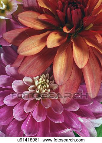 Studio Shot of red and pink delilah flowers View Large Photo Image Stock Image - Studio Shot of red and pink delilah flowers. Fotosearch