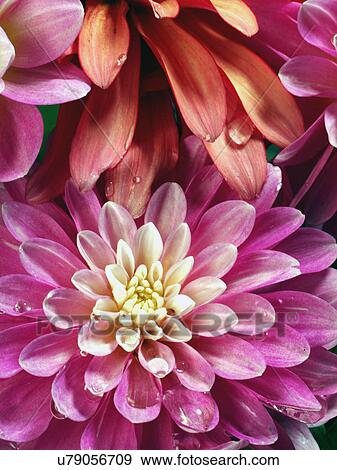 Stock Photo - Studio Shot of red and pink delilah flowers. Fotosearch