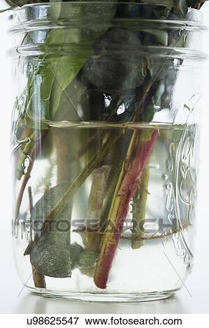 Studio Shot of stems in glass jar View Large Photo Image Stock Photo - Studio Shot of stems in glass jar. Fotosearch