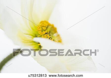 Stock Image - Studio Shot of white poppy. Fotosearch
