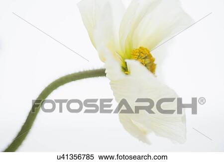 Stock Photography - Studio Shot of white poppy. Fotosearch