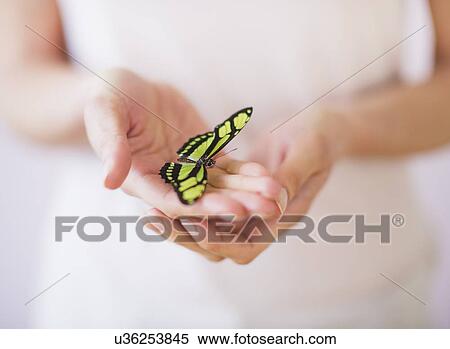 Studio Shot of woman's hands holding butterfly View Large Photo Image Stock Photography - Studio Shot of woman's hands holding butterfly. Fotosearch