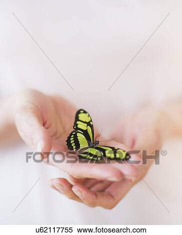 Studio Shot of woman's hands holding butterfly View Large Photo Image Stock Photography - Studio Shot of woman's hands holding butterfly. Fotosearch