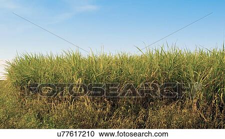 Sugar cane field View Large Photo Image Stock Image - Sugar cane field. Fotosearch