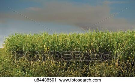 Sugar cane field View Large Photo Image Stock Image - Sugar cane field. Fotosearch