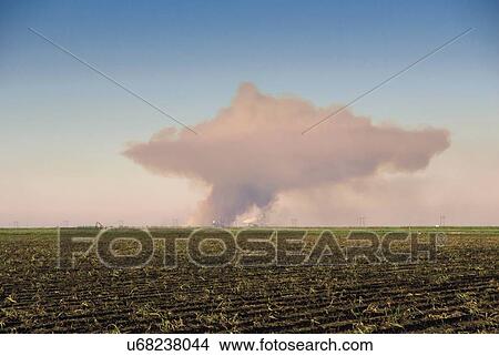 Picture - Sugar cane field with smoke on horizon. Fotosearch