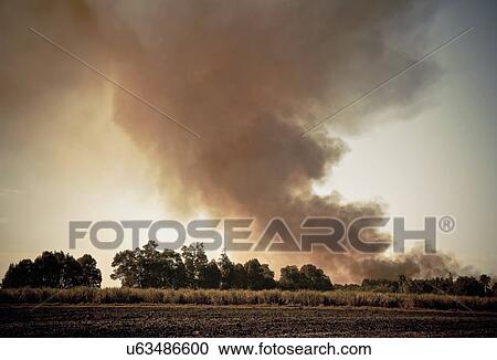 Stock Image - Sugar cane field with smoke on horizon. Fotosearch
