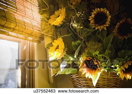 Basket of sunflowers near window; Ladera Ranch; California; USA View Large Photo Image Stock Image - Basket of sunflowers near window; Ladera Ranch; California; USA. Fotosearch