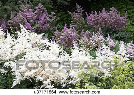 Beautiful white and purple flowers in park View Large Photo Image Picture - Beautiful white and purple flowers in park. Fotosearch