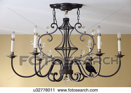 Blackbird on traditional chandelier; Burbank; California; USA View Large Photo Image Stock Image - Blackbird on traditional chandelier; Burbank; California; USA. Fotosearch