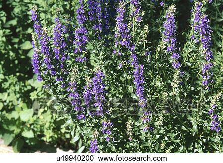 Stock Image - Blue amethyst growing in garden. Fotosearch