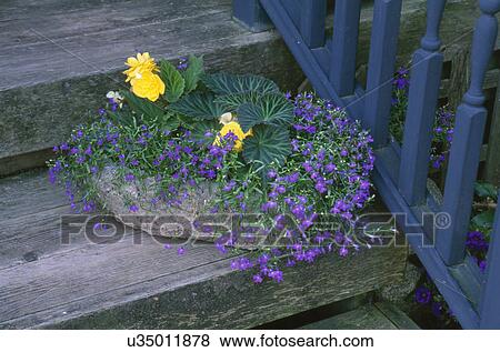 Blue and yellow flowers growing on rock by railing View Large Photo Image Stock Photo - Blue and yellow flowers growing on rock by railing. Fotosearch