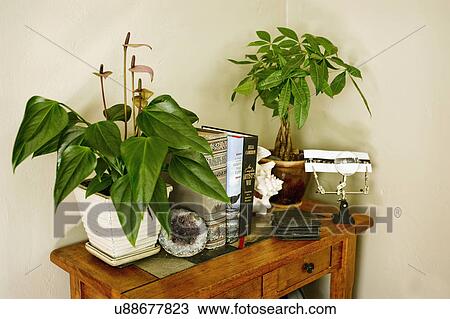 Stock Image - Books with houseplants and magnifying glass on wooden table. Fotosearch