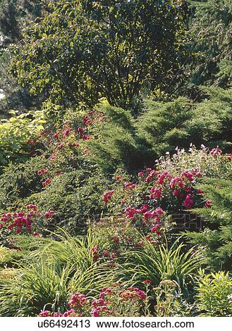 Botanical garden with blooming flowers and plants View Large Photo Image Stock Image - Botanical garden with blooming flowers and plants. Fotosearch