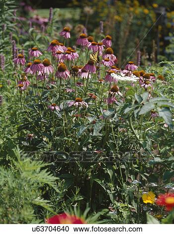 Stock Image - Butterfly sitting on pink flower in garden. Fotosearch