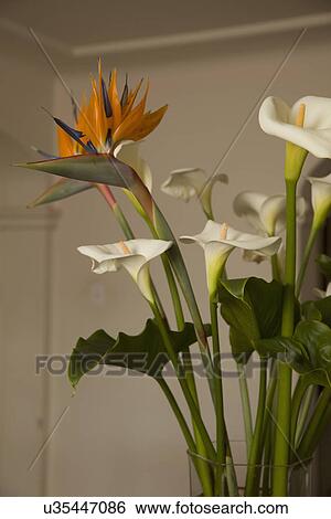 Calla lilies and birds of paradise in vase; Carpinteria; California; USA View Large Photo Image Stock Photograph - Calla lilies and birds of paradise in vase; Carpinteria; California; USA. Fotosearch