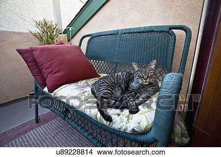 Cat laying on wicker loveseat, Laguna Beach, California, USA View Large Photo Image Picture - Cat laying on wicker loveseat, Laguna Beach, California, USA. Fotosearch
