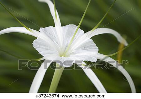 Picture - Close-up of a beautiful white lily. Fotosearch