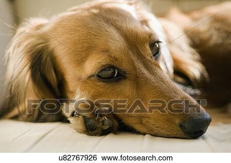 Stock Photograph - Close-up of a cute dog relaxing, Albiano d'Ivrea, Italy. Fotosearch