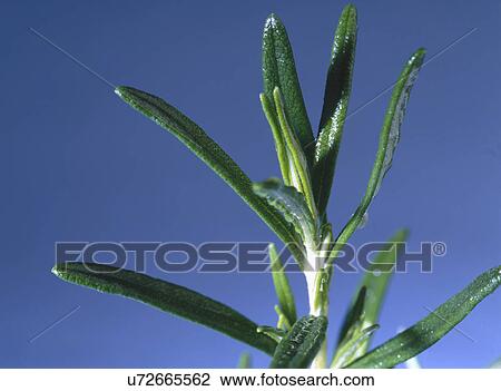 Close-up of a single tip of rosemary against blue sky View Large Photo Image Stock Image - Close-up of a single tip of rosemary against blue sky. Fotosearch