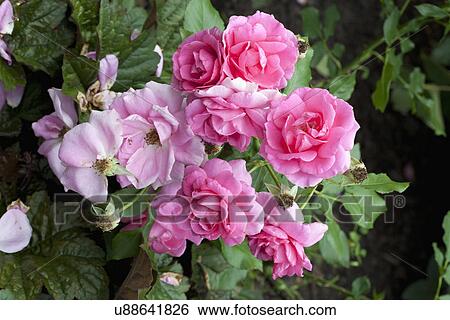 Close-up of beautiful fresh pink flowers View Large Photo Image Stock Photograph - Close-up of beautiful fresh pink flowers. Fotosearch